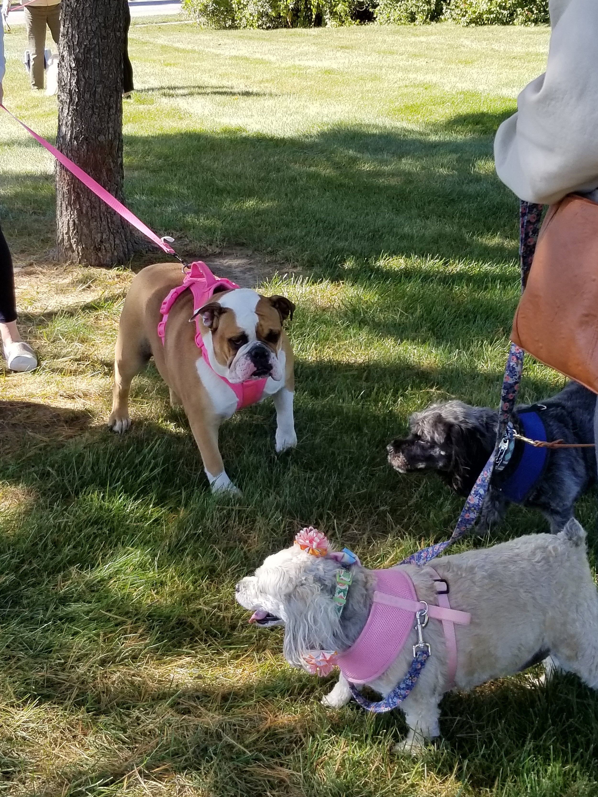 Blessing of the Animals dogs making friends 10-9-22.jpg