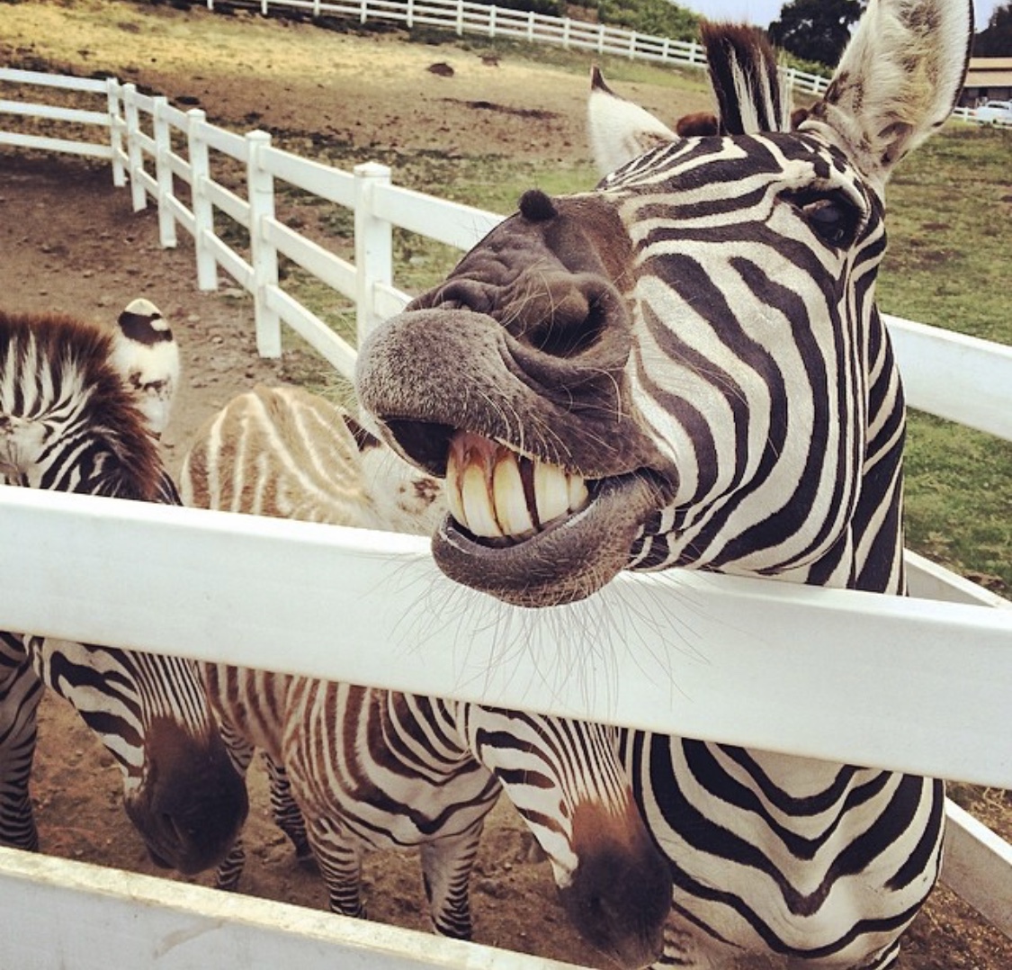 One of the friendly animals we saw on our Wine Safari!