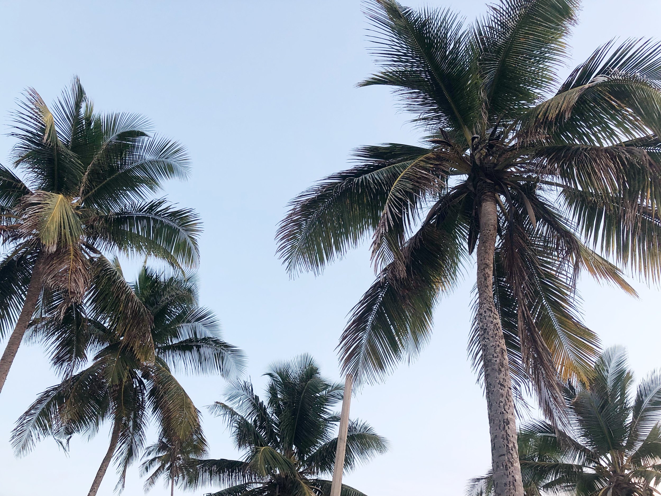 Taking in the palm trees at Dorado Beach at Embassy Suites.