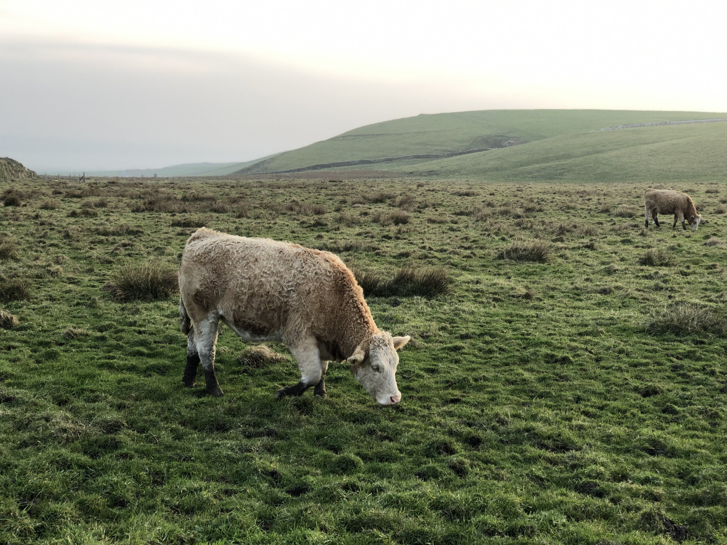 The cows in Ireland are just CUTER!