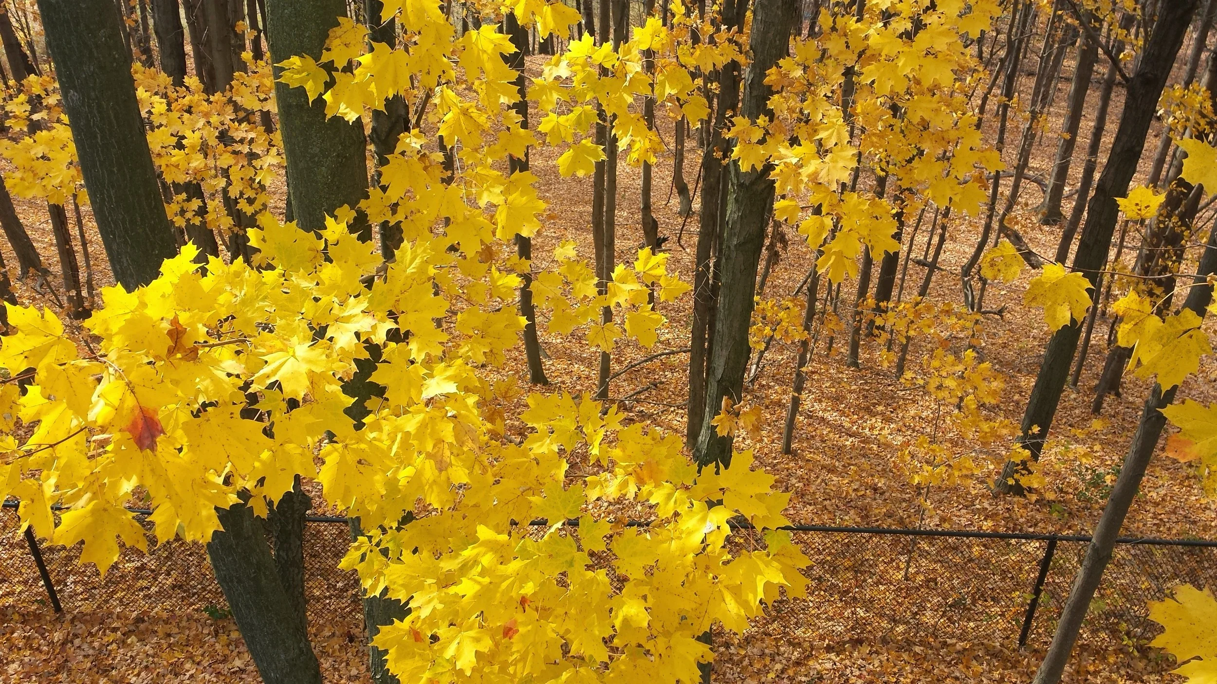 20141028_120225.jpg