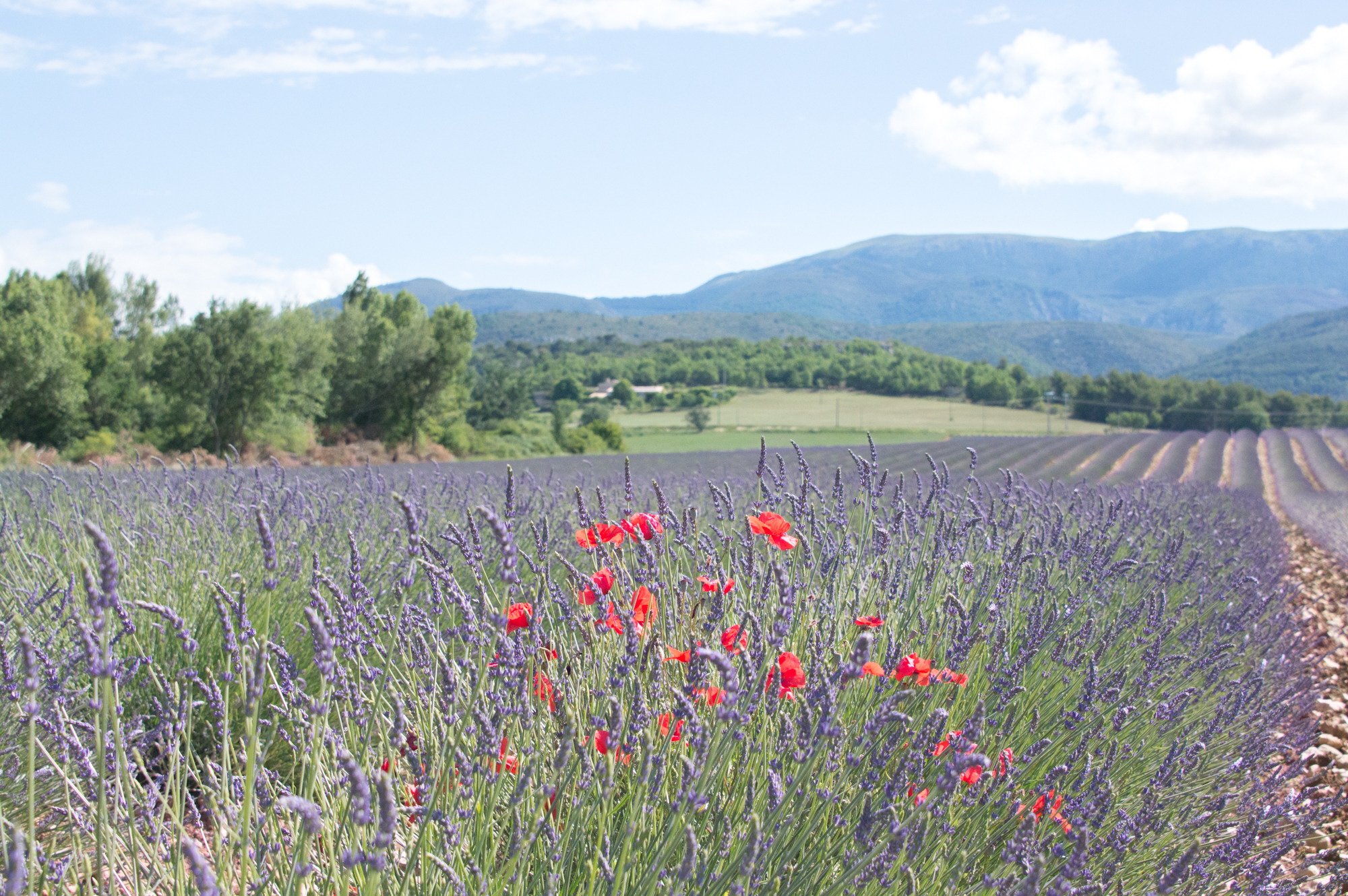Where to find the lavender fields in Provence