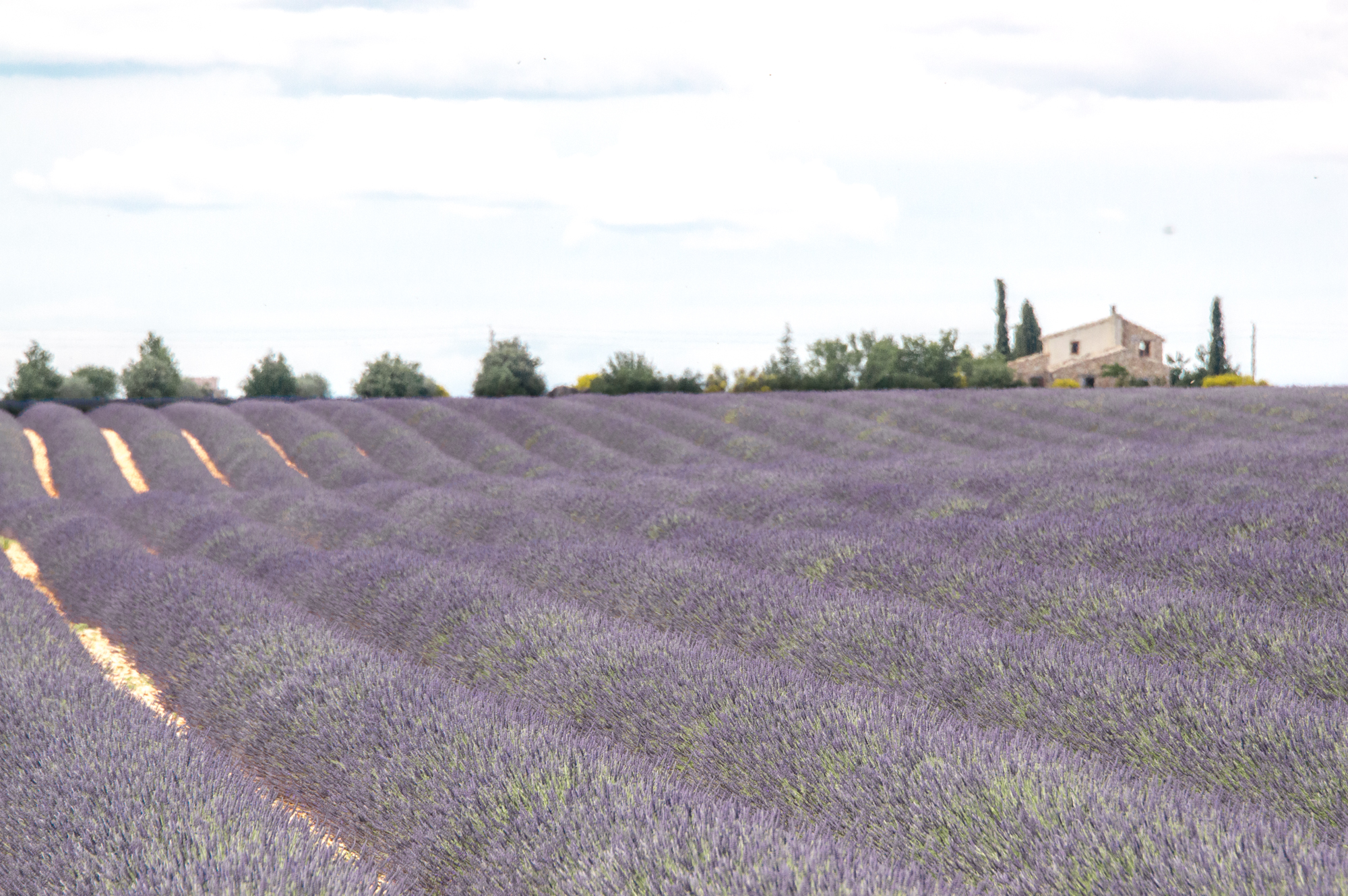 How to find the lavender fields in Provence