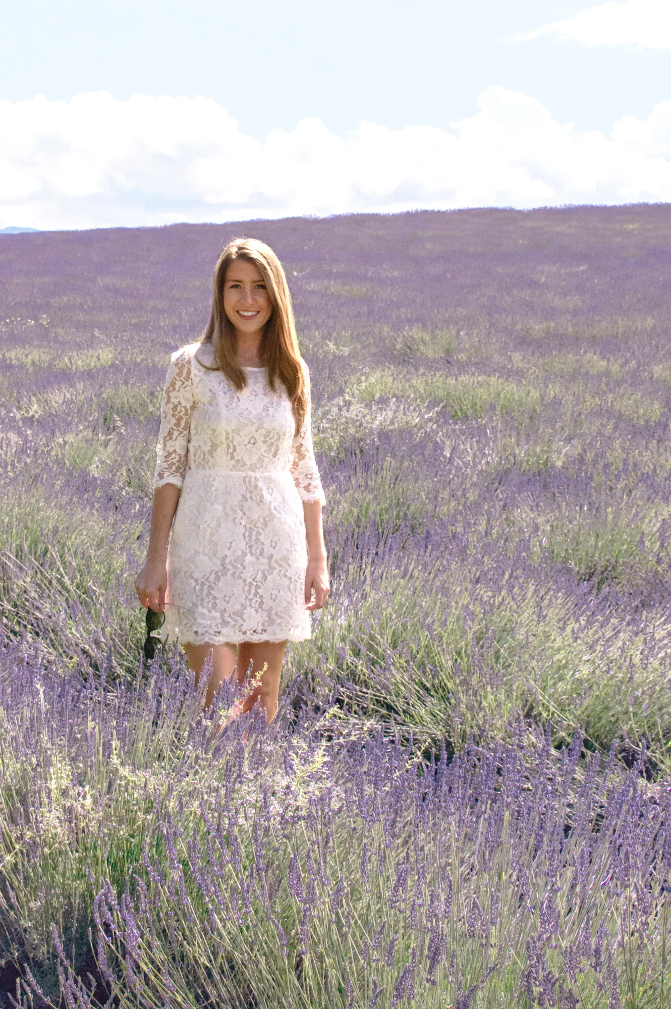 Provence Lavender Fields