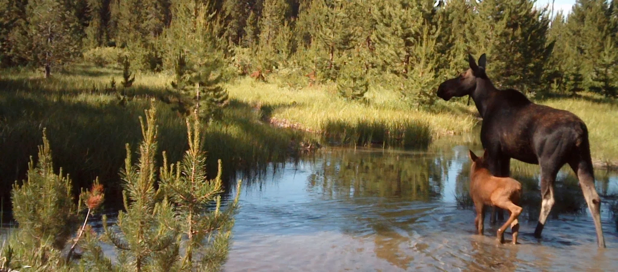 Moose 2.jpg