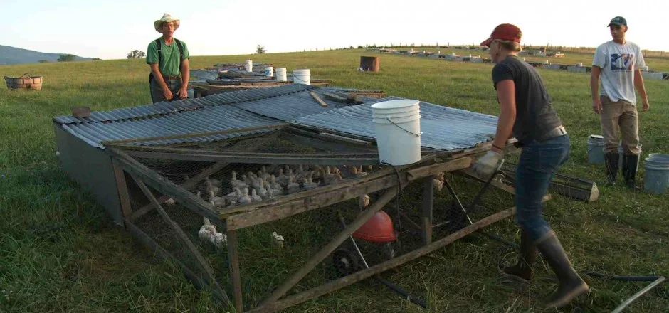 Joel and the chicken tractor