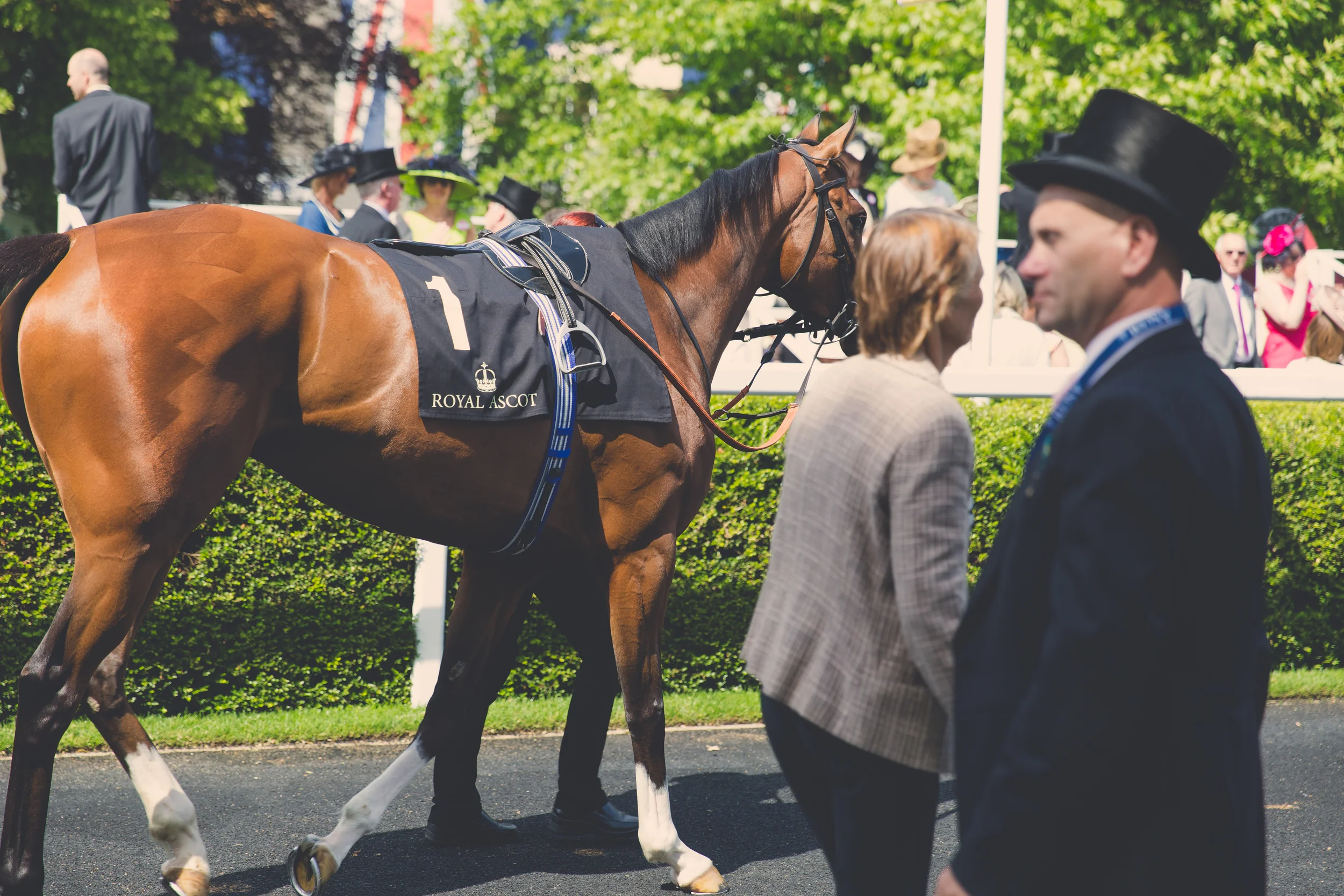 Royal_Ascot_2015-138.jpg