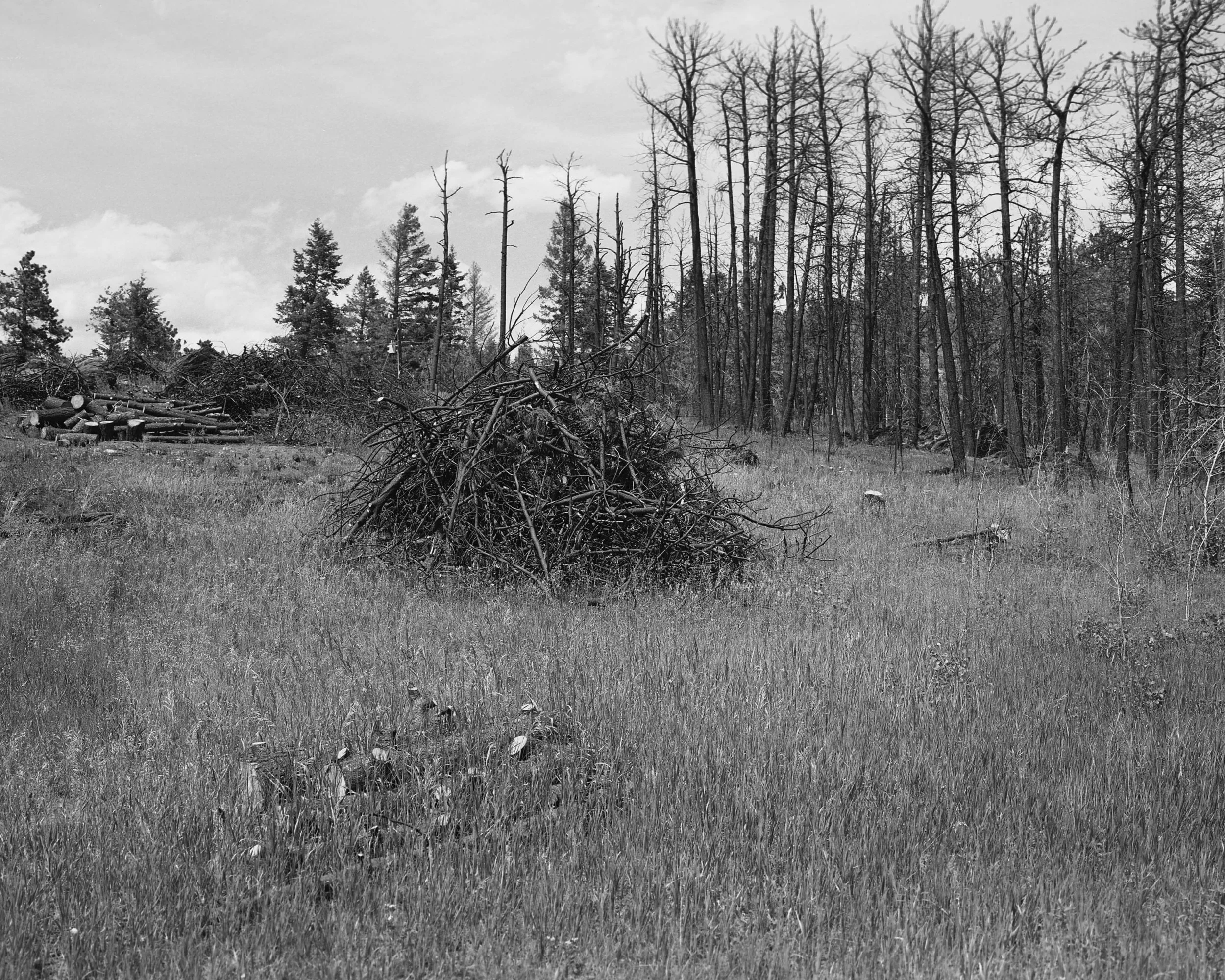 Last year's burn, Colorado