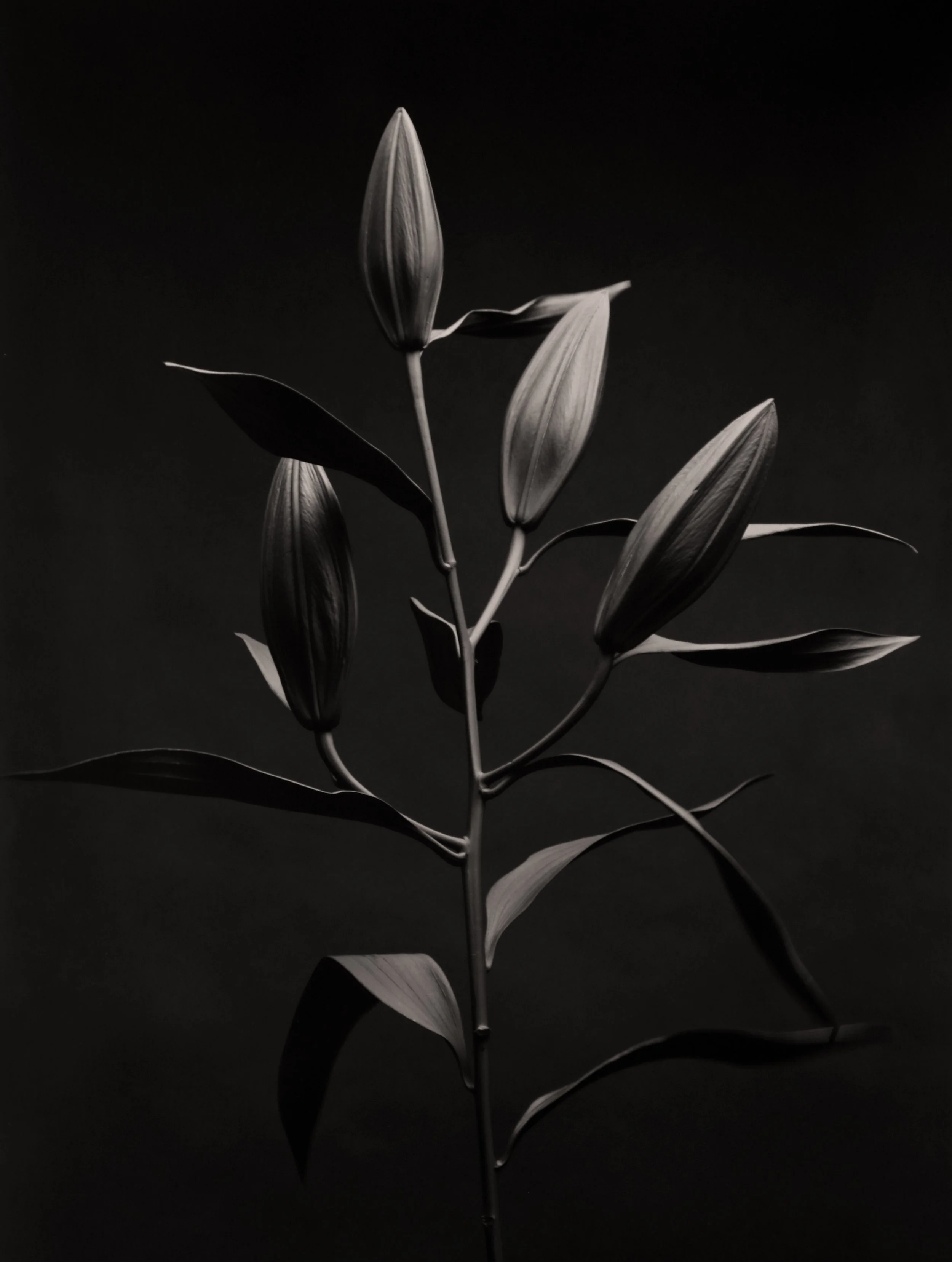 Lilies