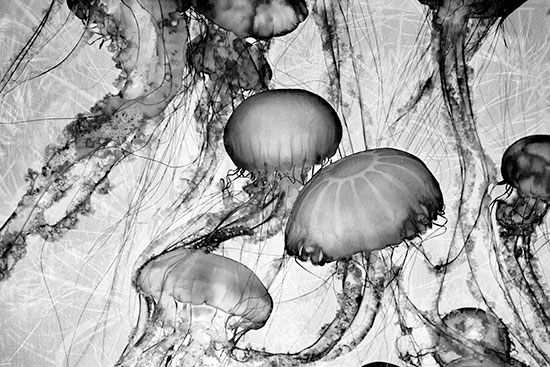 Jellyfish.jpg