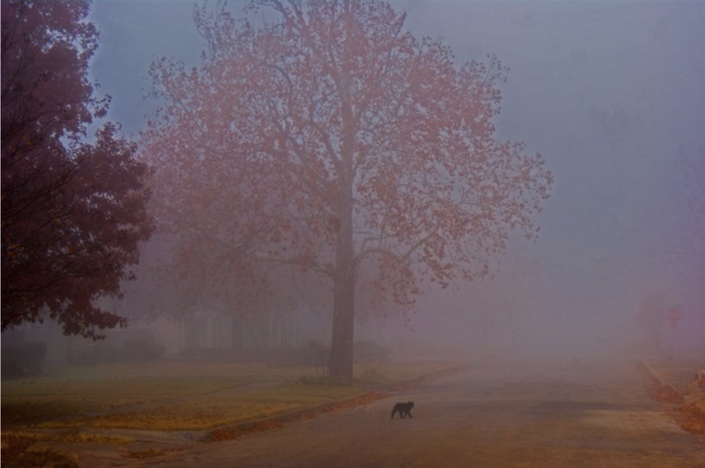 Foggy Day in Texas