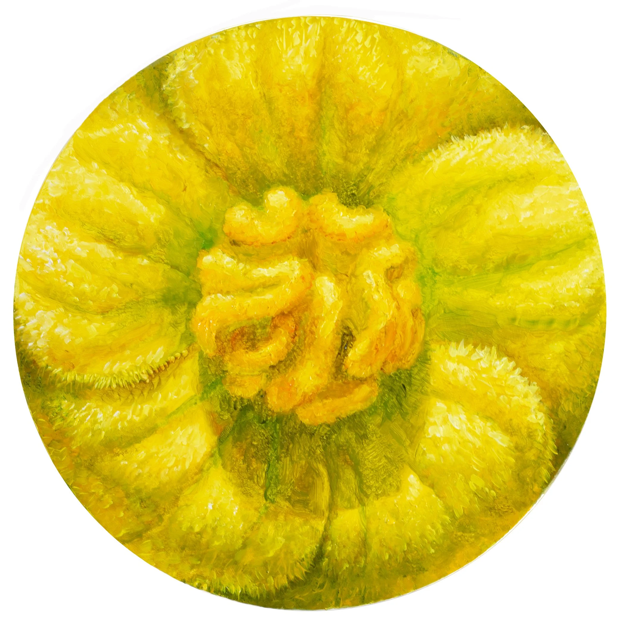 Desert Gourd Flower