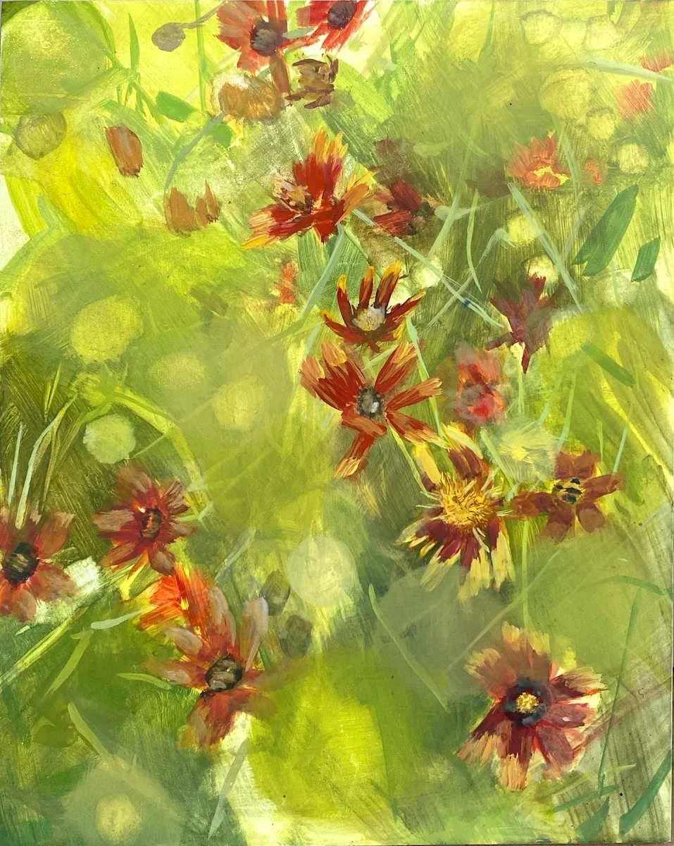 Blanket Flower