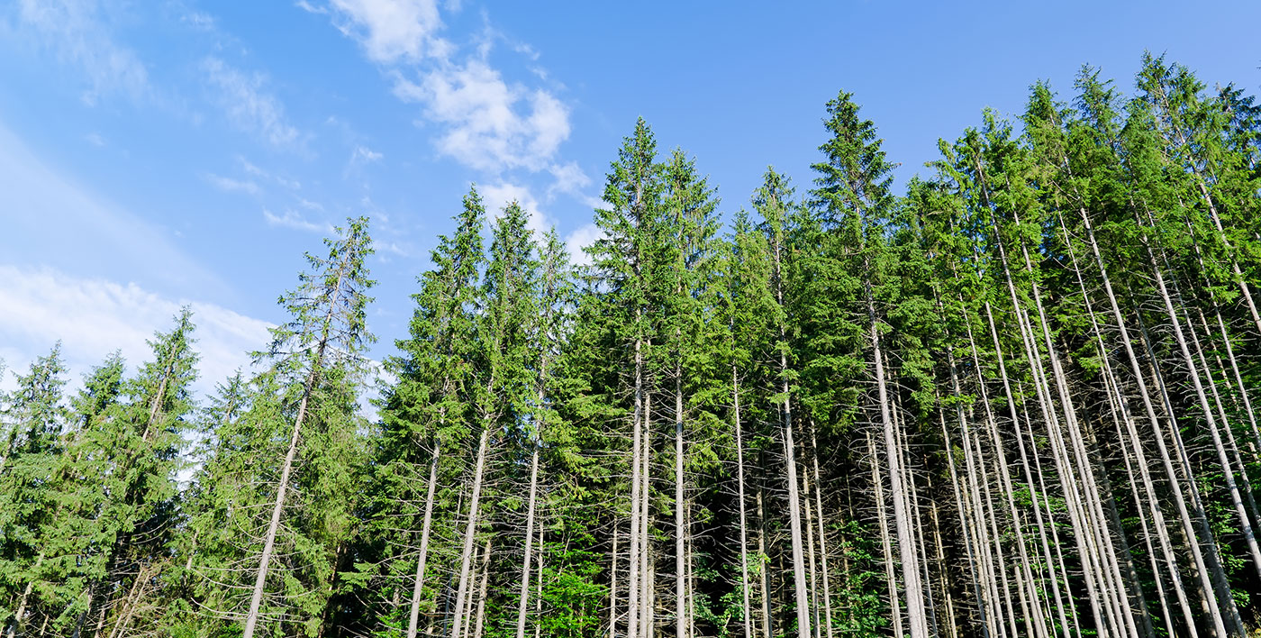pine-forest-under-cloudy-blue.jpg