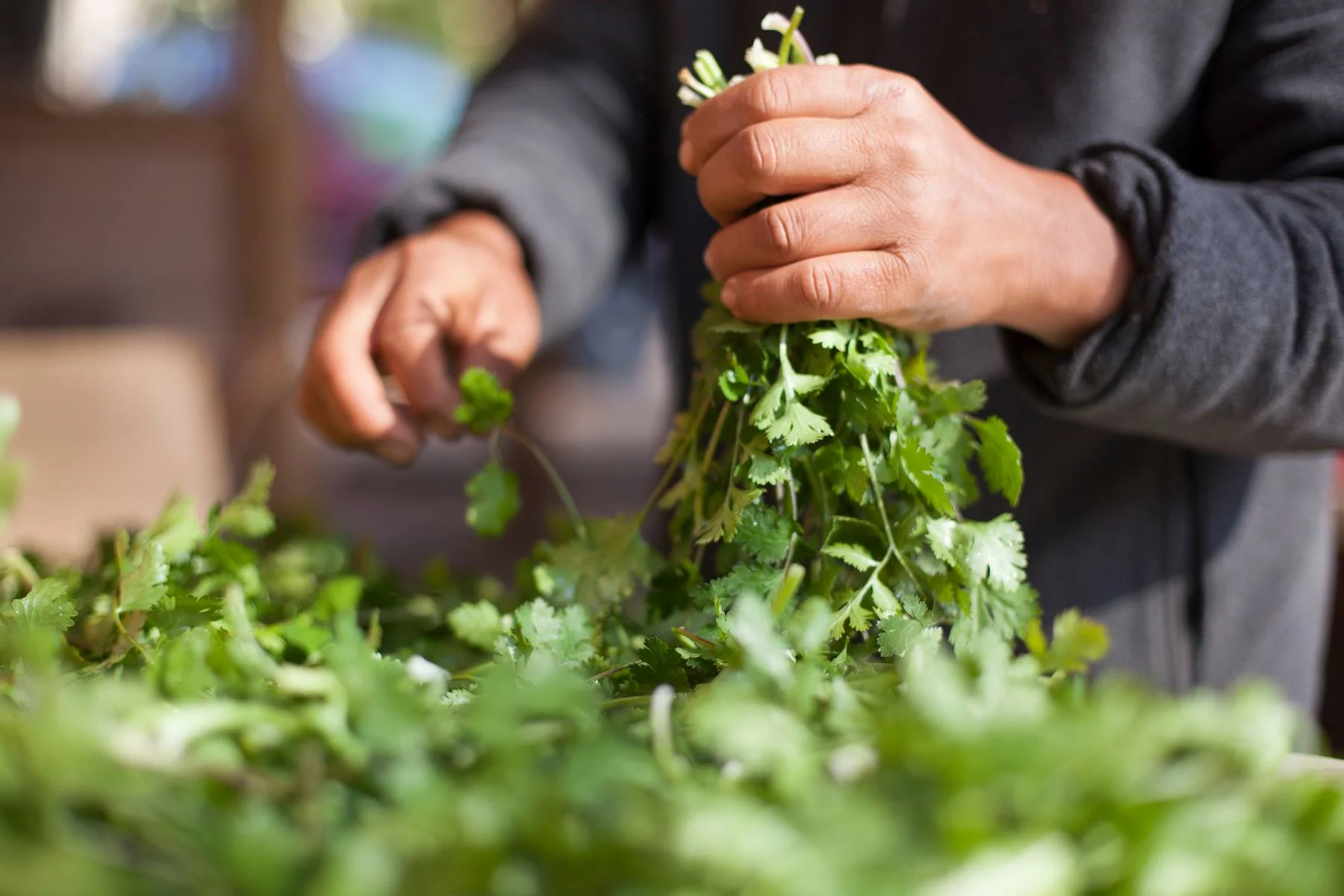 [RESCHEDULED] Slow Food for Thought • Get Growin': Global Growers Farm Tour