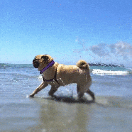 pug_1.gif