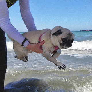pug_2.gif
