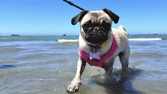 pug_3.gif