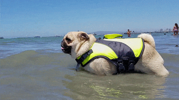 pug_4.gif