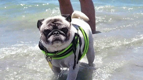 pug_5.gif