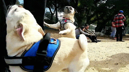 pug_7.gif