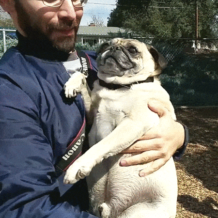 pug_8.gif