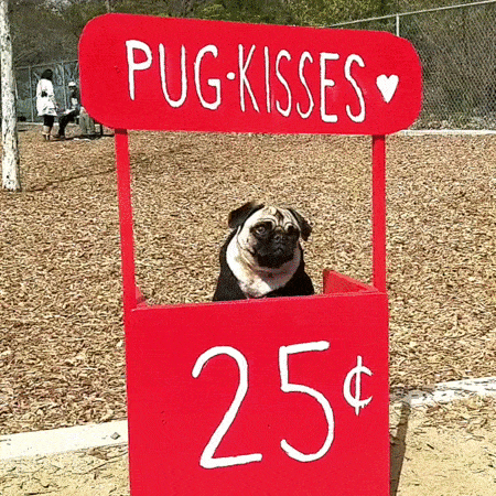 pug_9.gif