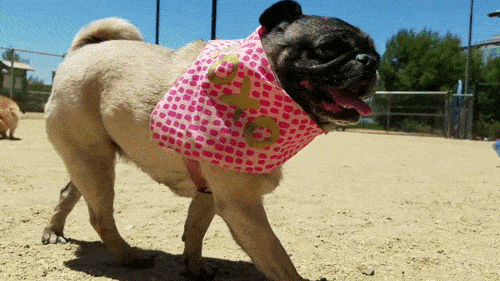 pug_11.gif