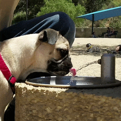 pug_12.gif
