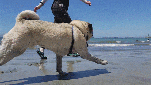 pug_14.gif