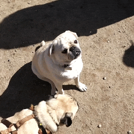 pug_15.gif