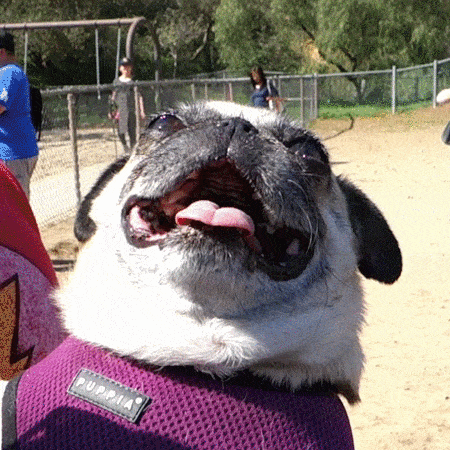 pug_17.gif