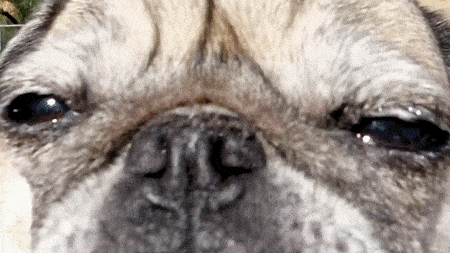 pug_18.gif