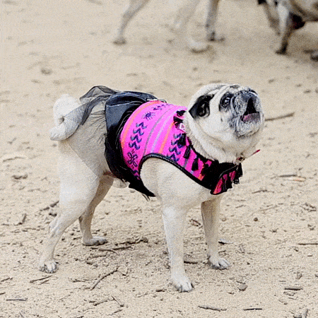 pug_20.gif