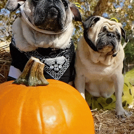 pug_22.gif