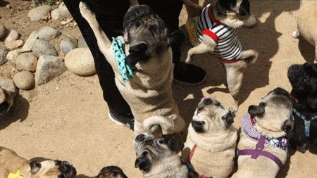 pug_23.gif