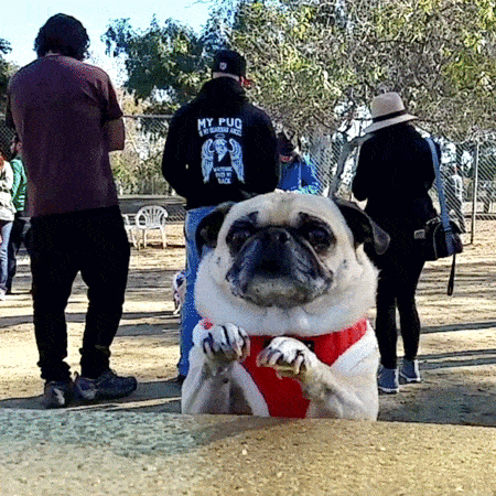 pug_24.gif