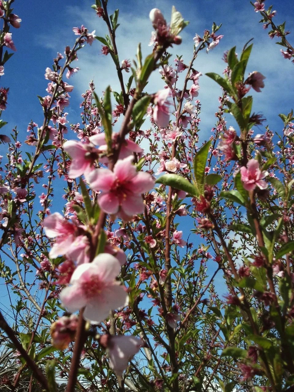 peach tree cropped.jpg