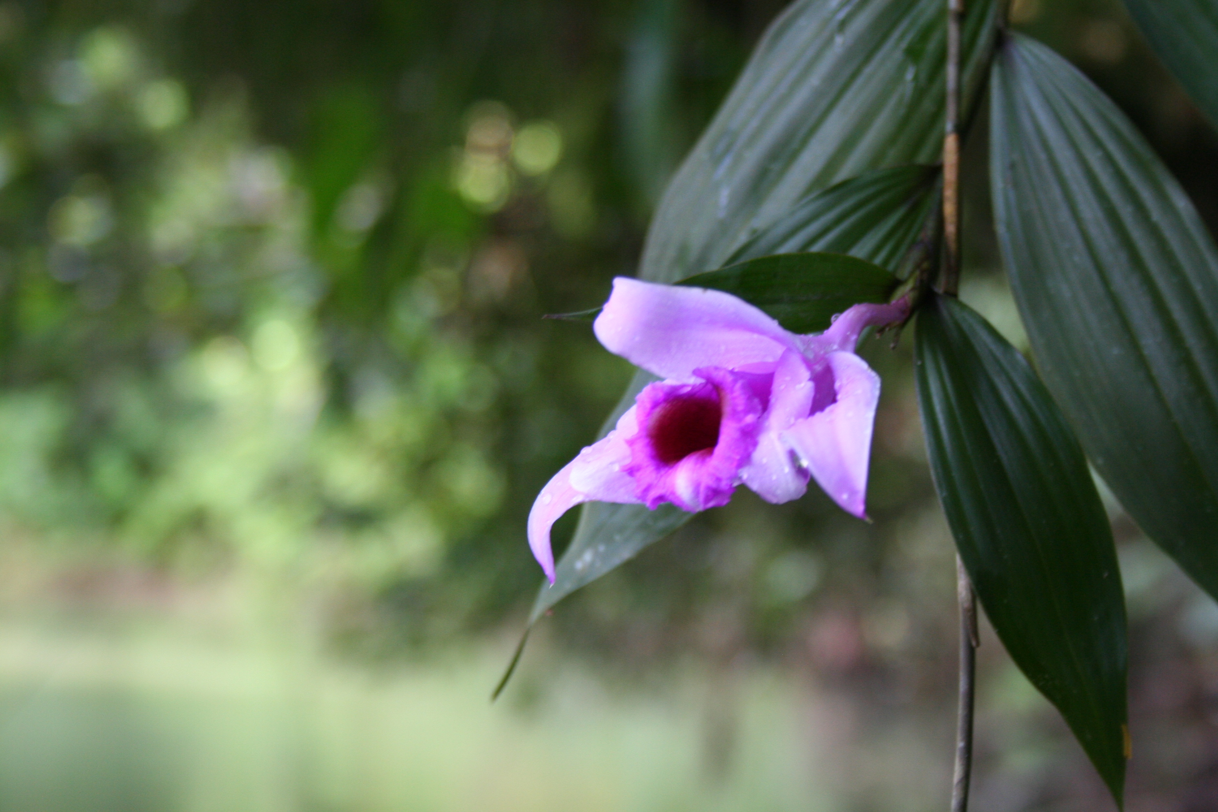 purple orchid.JPG