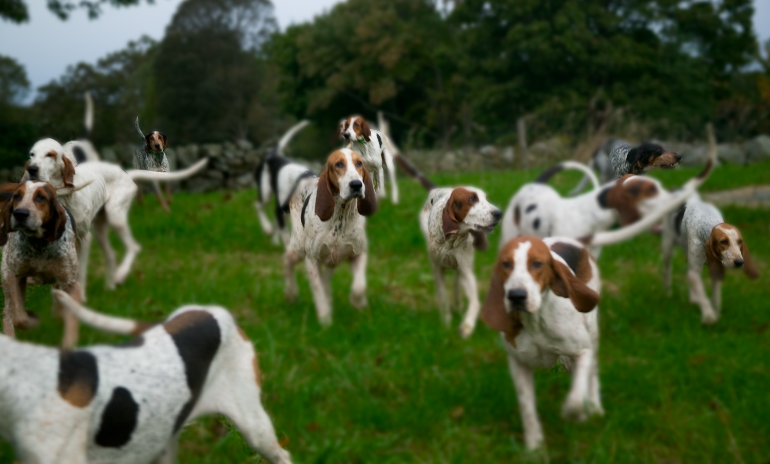Foxhounds, Hunt