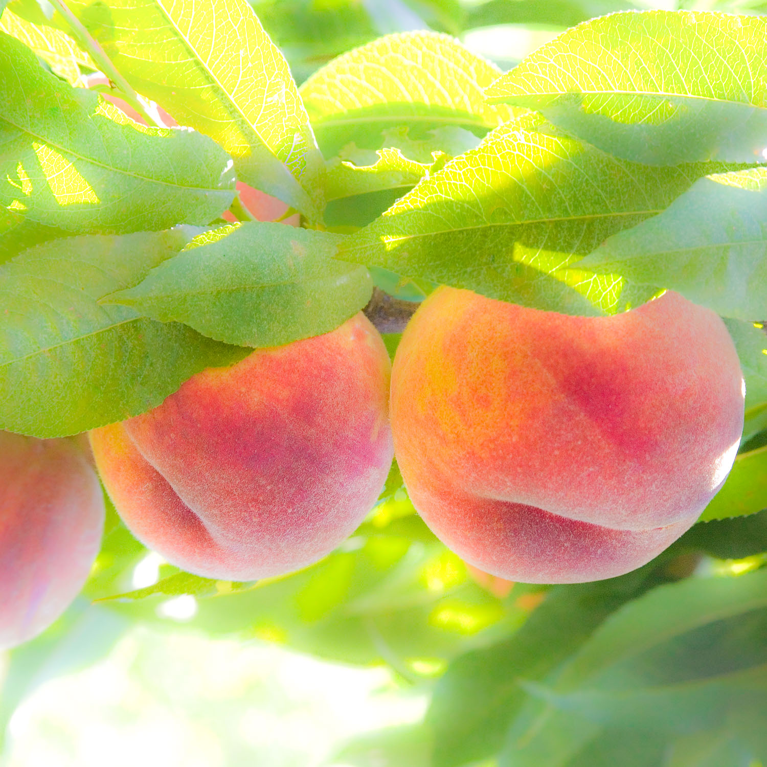 Some Peaches