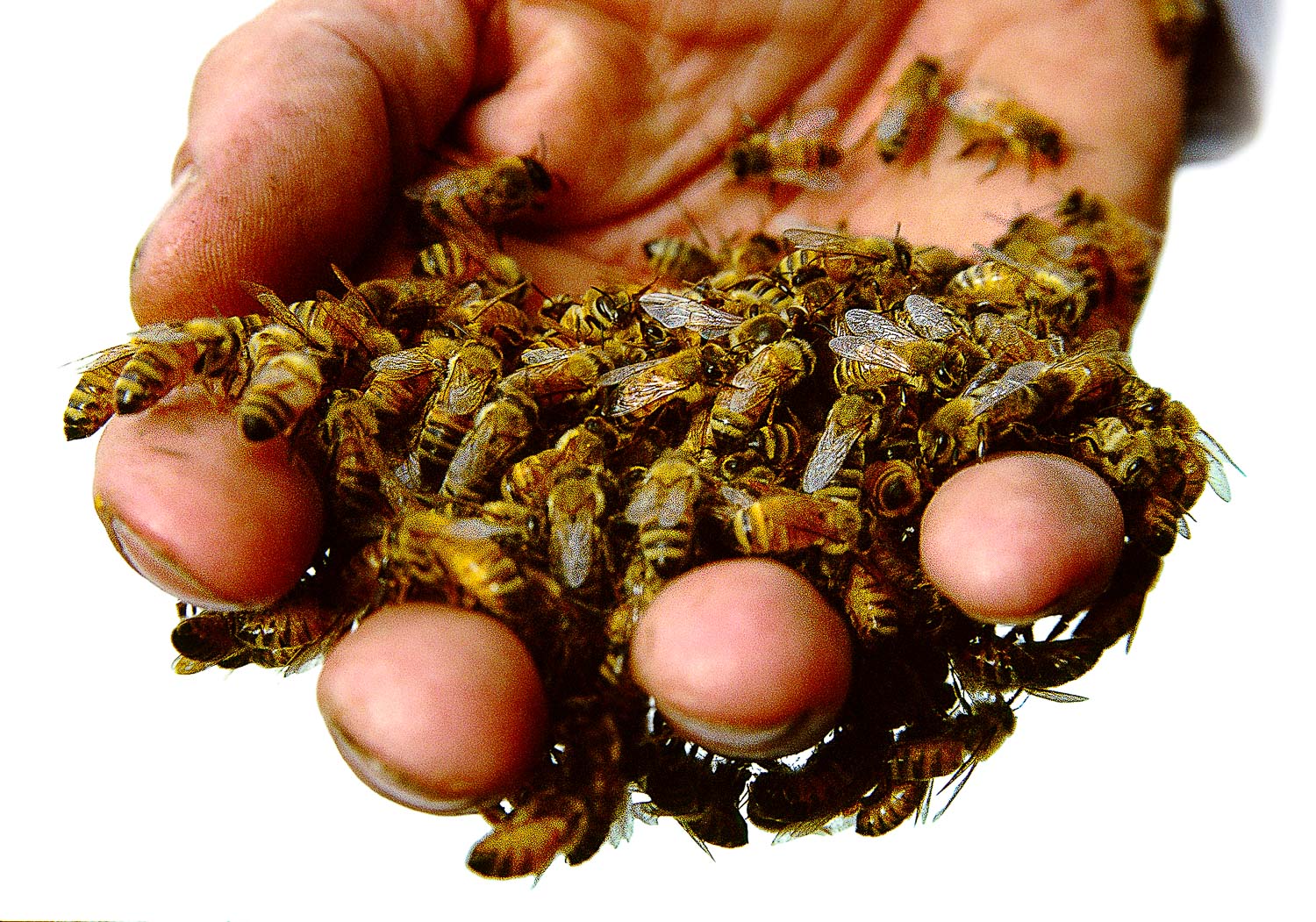 Bees in Hand
