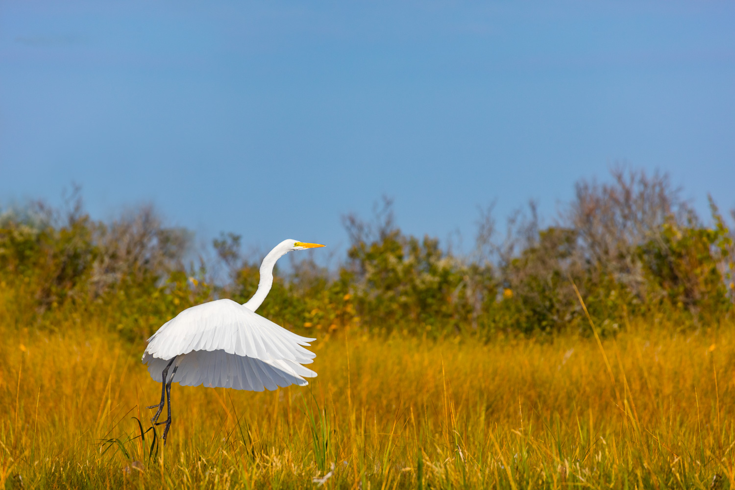 Great Withe Egret, with Skirt