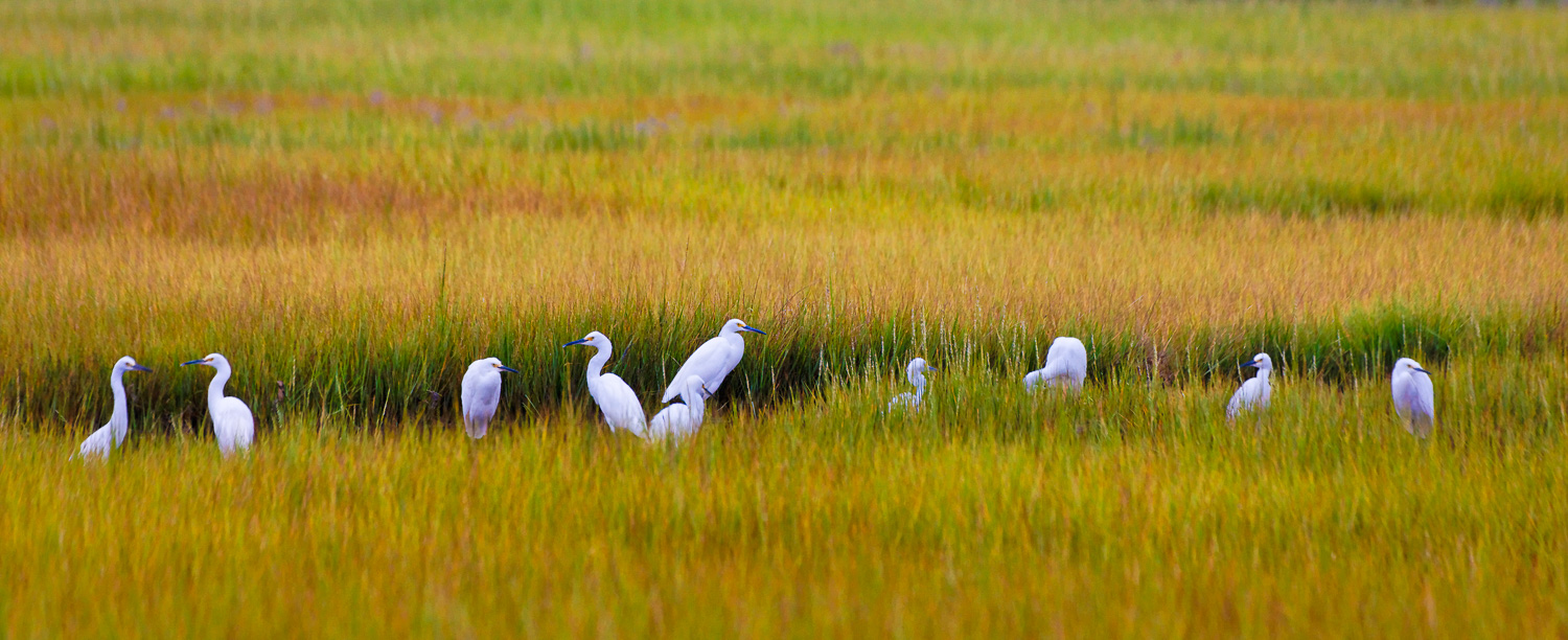 Great White Egrets