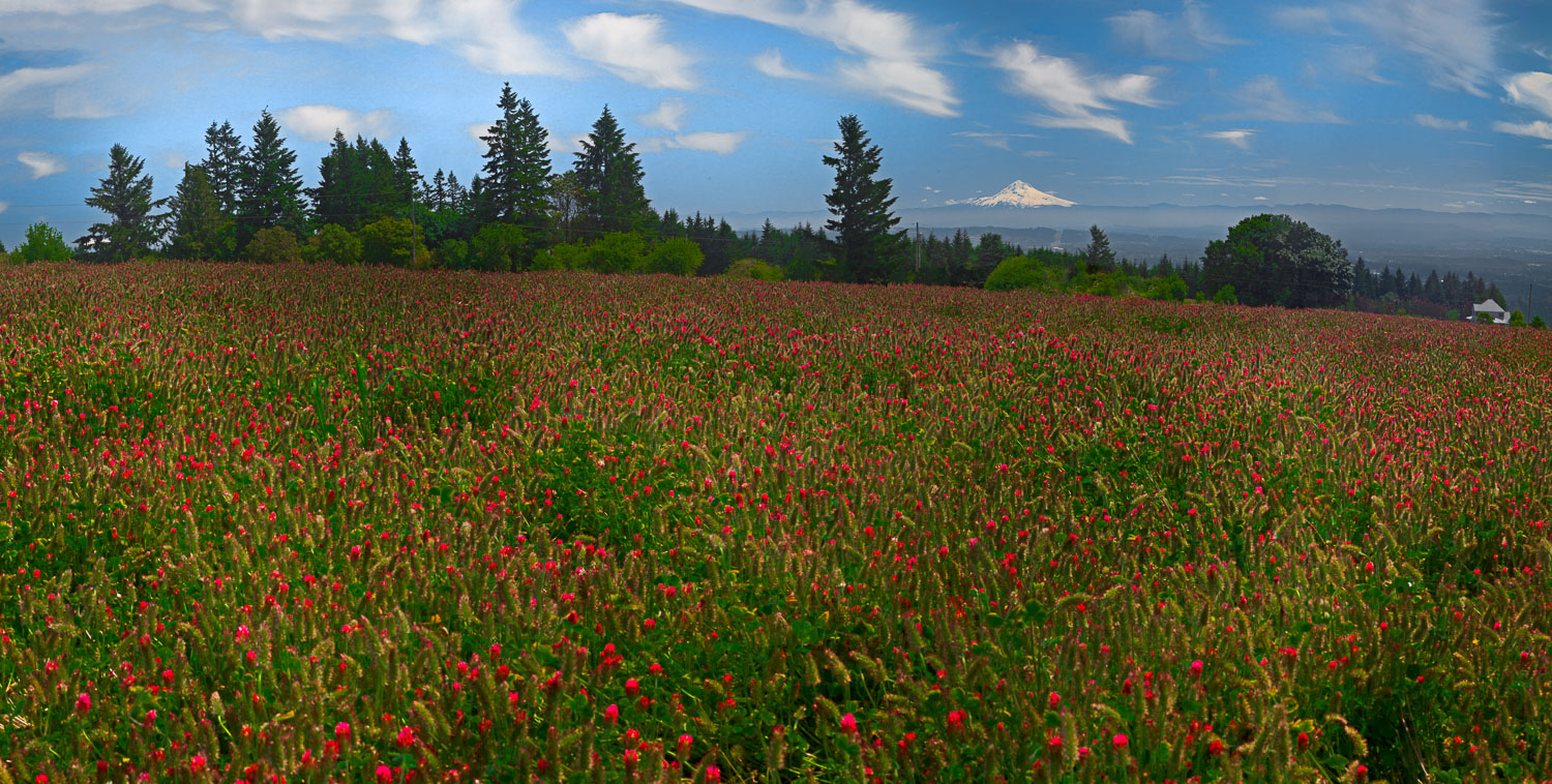 Red Clover, Oregon