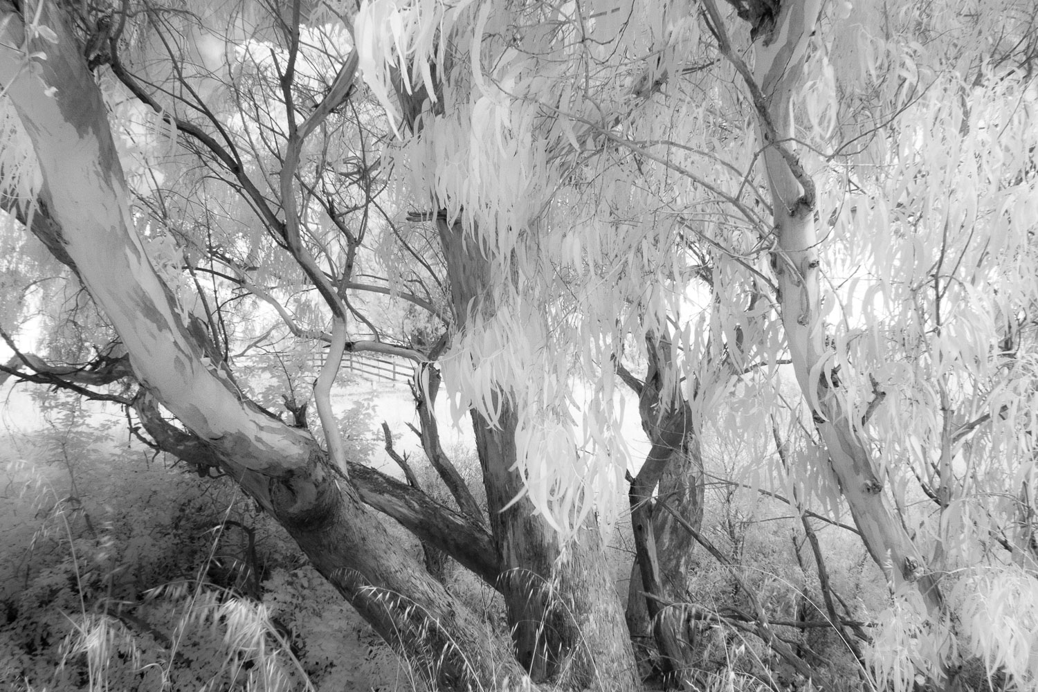 Eucalyptus Tree, Ca.