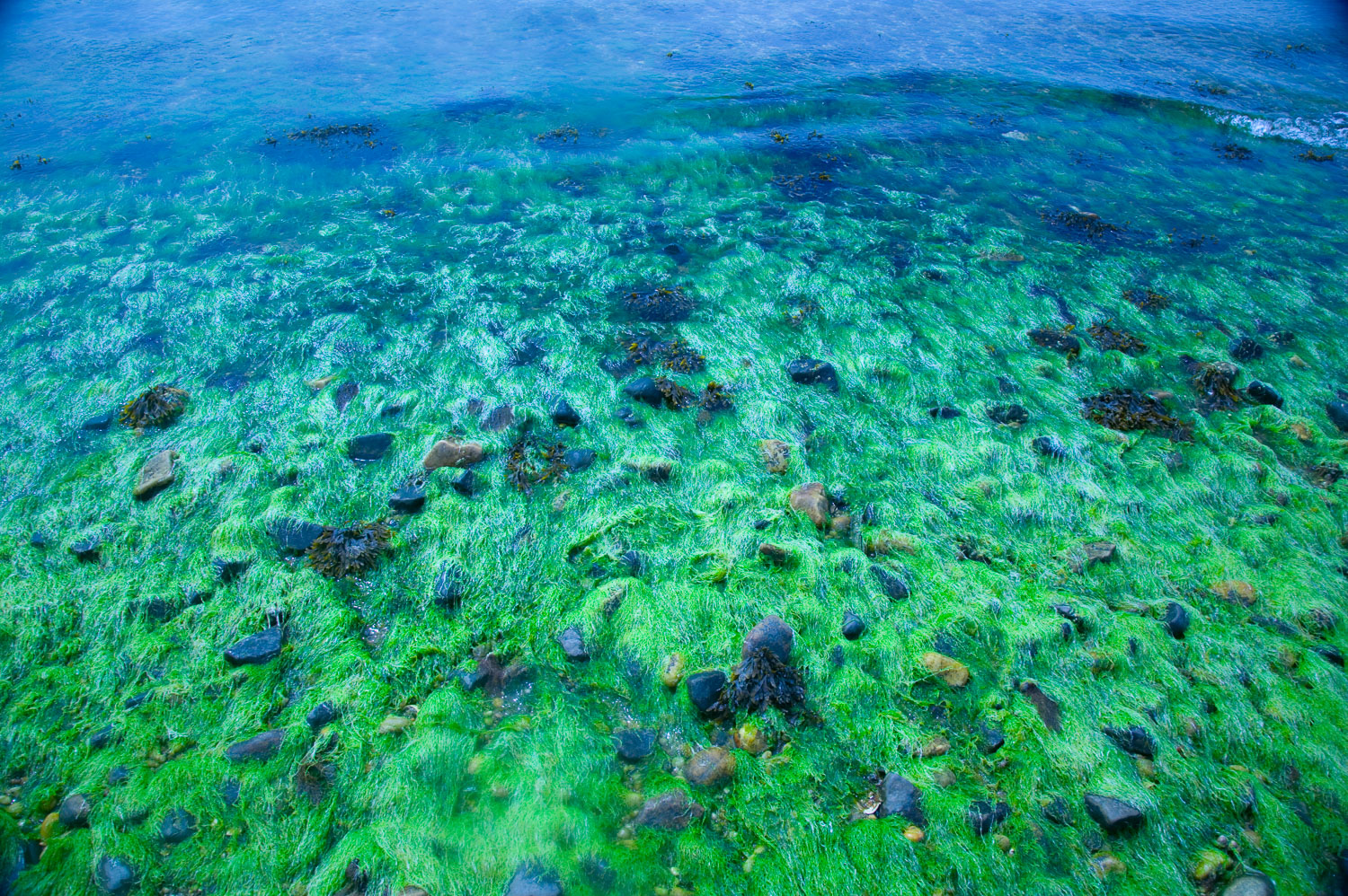 Seaweed in the Shallows