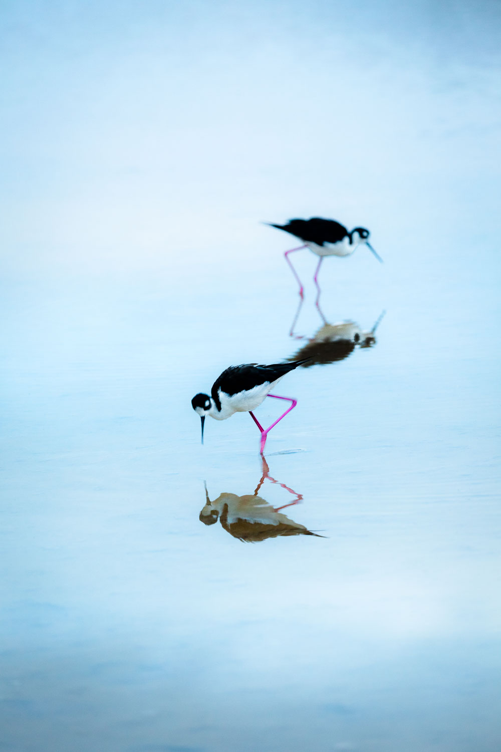 Black Neck Stilt, Galapagos