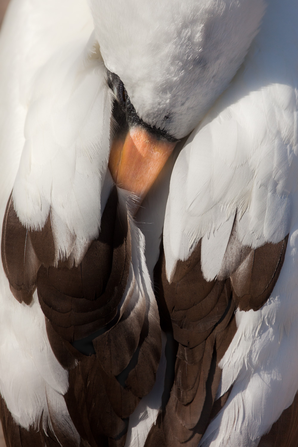 Nazca Booby