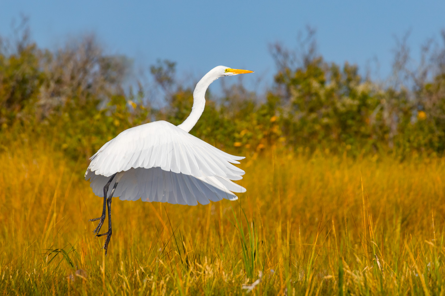 Skirted Great White Egret